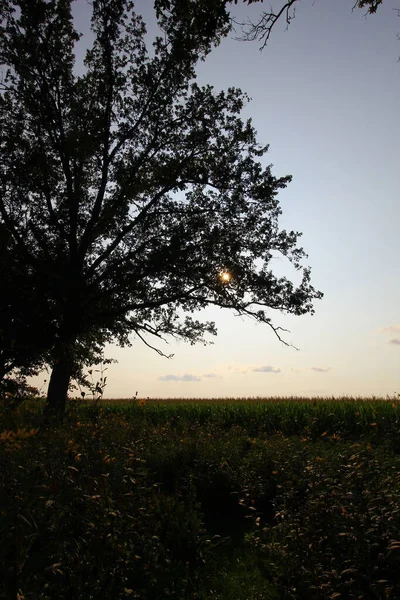 Bigelow Cemetery State Nature Preserve Ohio — Stockfoto