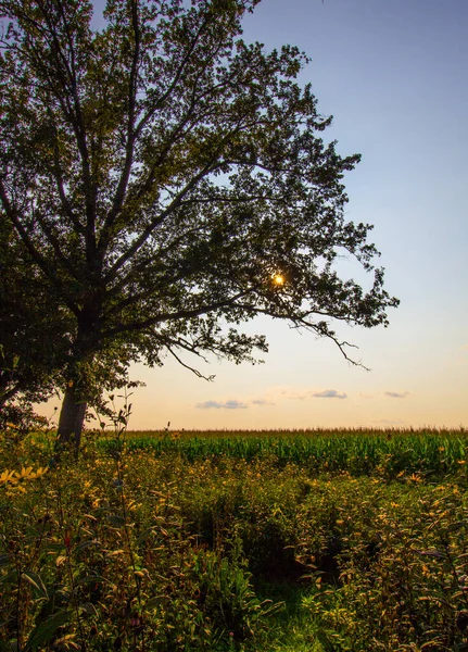 Bigelow Cemetery State Nature Preserve Ohio — Stockfoto