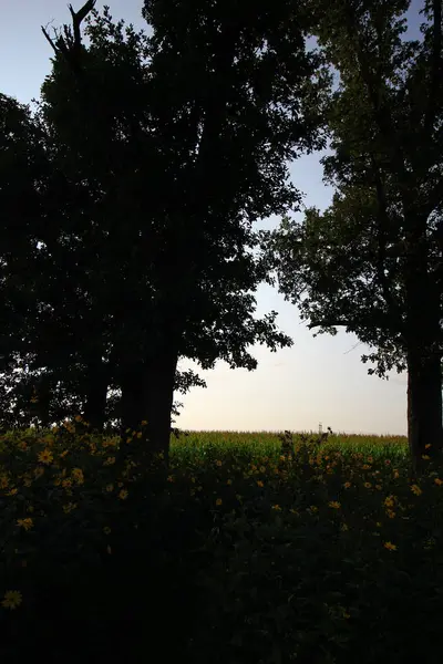 Bigelow Cemetery State Nature Preserve Ohio — Stockfoto