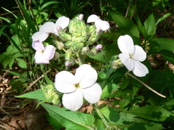 Blackhand Gorge State Nature Preserve Ohio — Stockfoto