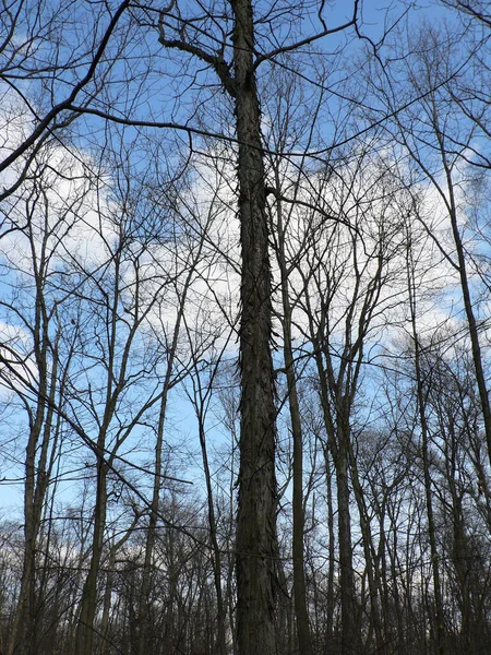 Blendon Woods Metro Park Columbus Ohio — Fotografia de Stock