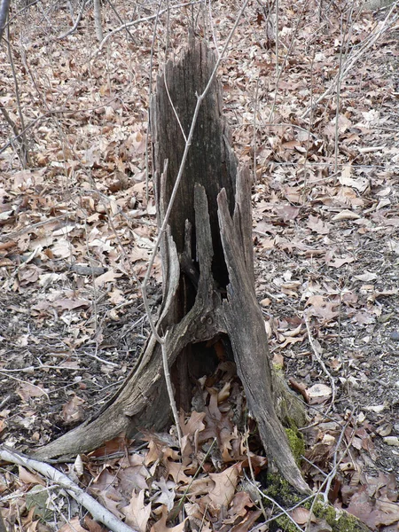 Blendon Woods Metro Park Columbus Ohio — Stock Photo, Image