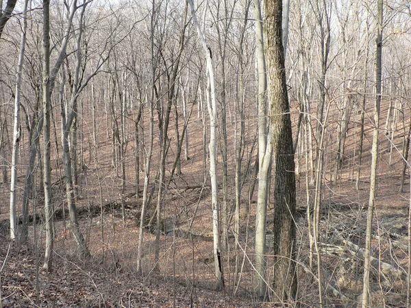 Blendon Woods Metro Park Columbus Ohio — Foto Stock