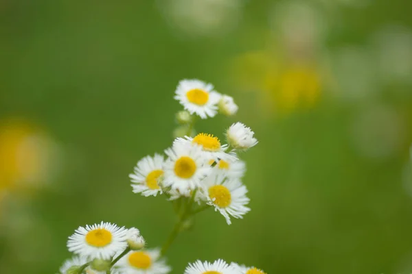 Kwiaty Blendon Woods Metro Park Ohio — Zdjęcie stockowe