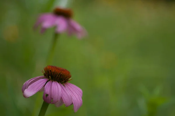 Blumen Blendon Woods Metro Park Ohio — Stockfoto