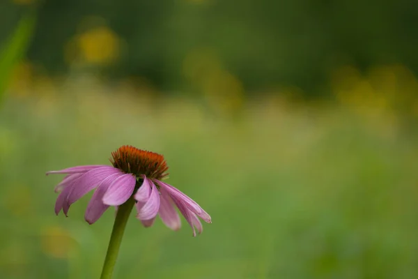 Blumen Blendon Woods Metro Park Ohio — Stockfoto