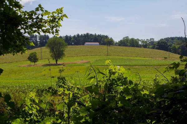 Ohio 'daki Buckhorn Creek Patikası manzarası