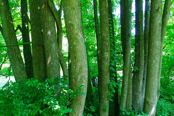 Blick Auf Den Buckhorn Creek Trail Ohio — Stockfoto