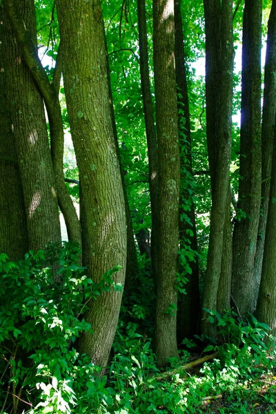 Uitzicht Buckhorn Creek Trail Ohio — Stockfoto