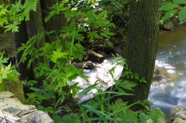 Ohio 'daki Buckhorn Creek Patikası manzarası