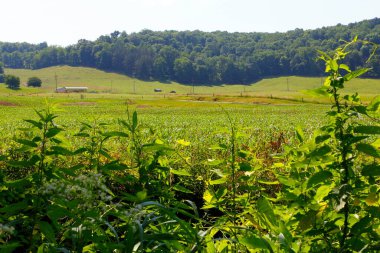 Ohio 'daki Buckhorn Creek Patikası manzarası