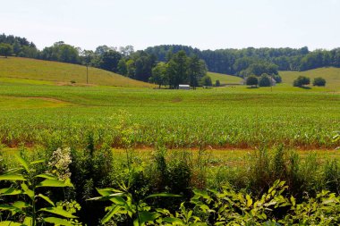 Ohio 'daki Buckhorn Creek Patikası manzarası