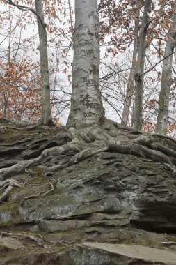 David Fortier River Parkı, Olmstead Şelalesi, Ohio