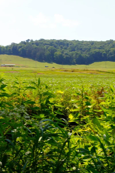 Vistas Trilha Buckhorn Creek Ohio — Fotografia de Stock