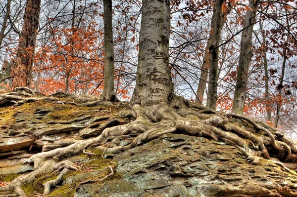 David Fortier River Park Olmstead Falls Ohio — Photo