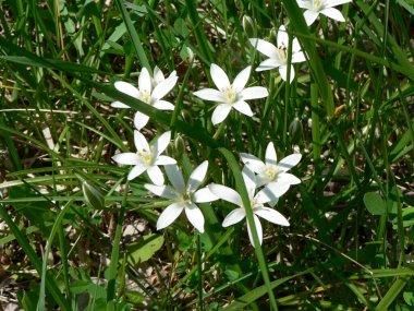 Clear Creek Metro Parkı, Ohio