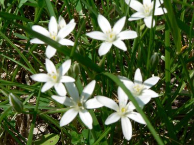 Clear Creek Metro Parkı, Ohio