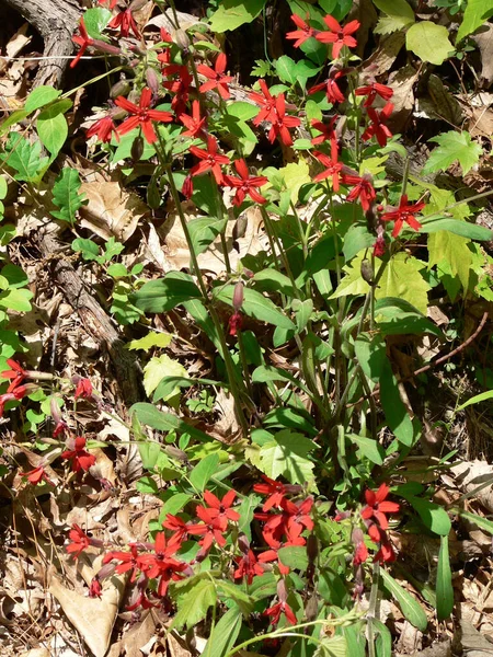 Clear Creek Metro Park Ohio — Stockfoto