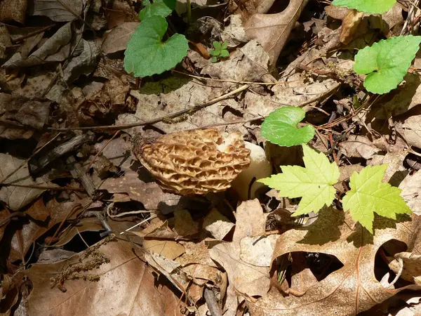 Clear Creek Metro Park Ohio — Fotografia de Stock