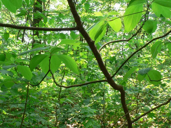 Clear Creek Metro Park Ohio — Stock Photo, Image