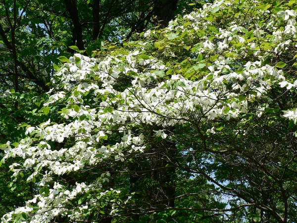 Clear Creek Metro Park Ohio — Stockfoto