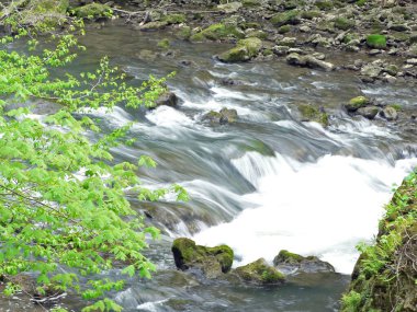 Clifton Gorge Eyalet Doğa Koruma Alanı, Yellow Springs, Ohio
