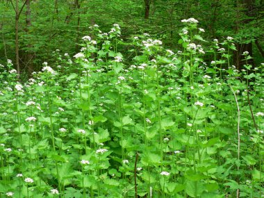 Clifton Gorge Eyalet Doğa Koruma Alanı, Yellow Springs, Ohio