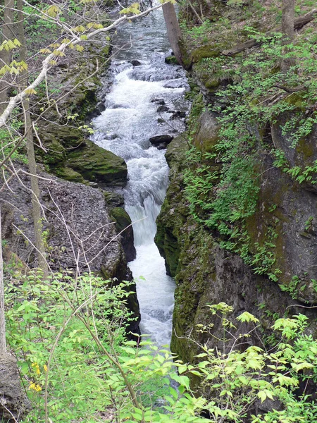 Clifton Gorge State Nature Preserve Gula Fjädrar Ohio — Stockfoto