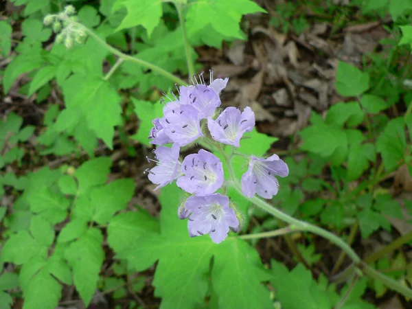 Clifton Gorge State Nature Preserve Yellow Springs Οχάιο — Φωτογραφία Αρχείου