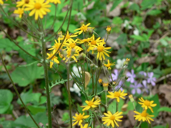 Clifton Gorge State Nature Preserve Yellow Springs Οχάιο — Φωτογραφία Αρχείου