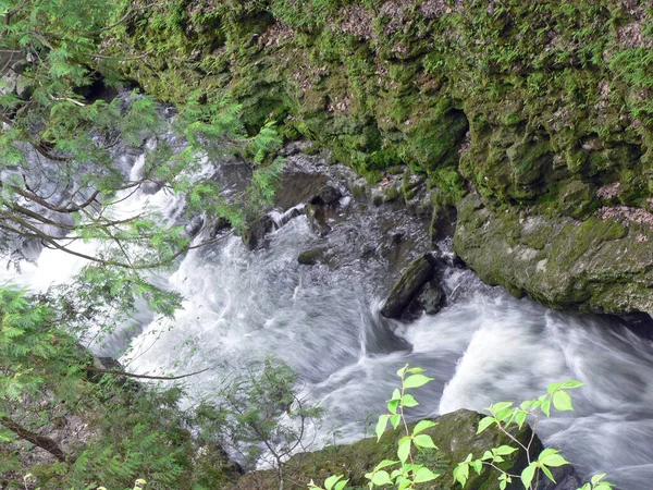 Clifton Gorge State Nature Preserve Gula Fjädrar Ohio — Stockfoto