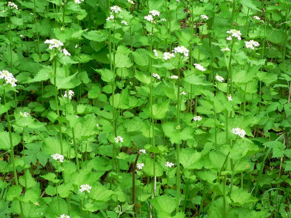 Clifton Gorge State Nature Preserve Yellow Springs Ohio — Stock Photo, Image