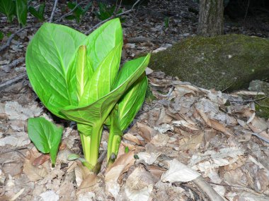 Cuyahoga Valley Ulusal Parkı, Cleveland, Ohio