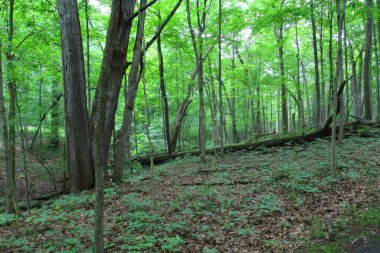 Dublin, Ohio 'daki Wedgewood Parkı