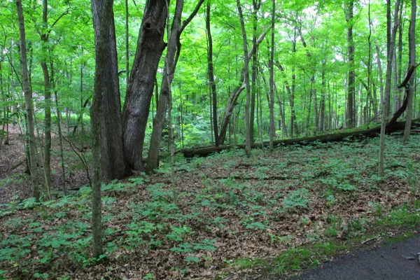 Wedgewood Park Dublín Ohio — Foto de Stock