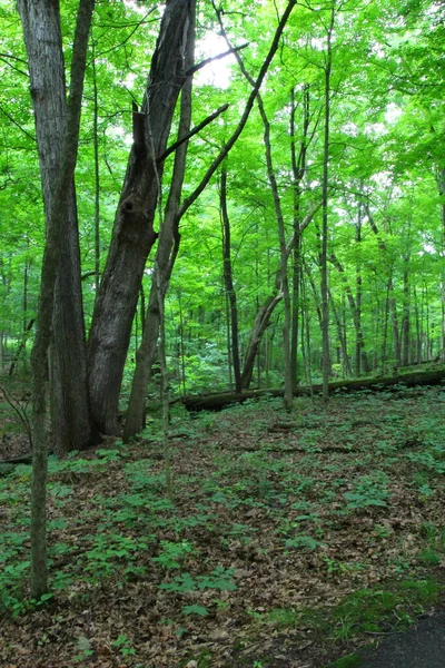 Wedgewood Park Dublín Ohio — Foto de Stock