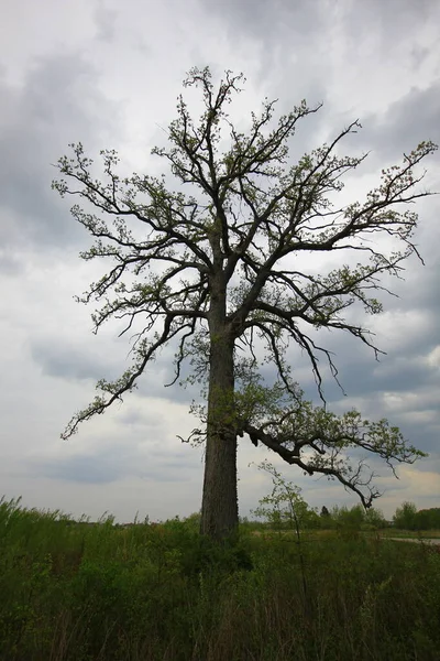 Lone Tree Glacier Ridge Metro Park Dublin Ohio — Stock Photo, Image