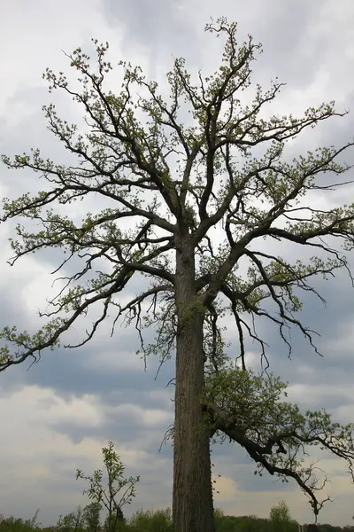 Lone Tree Glacier Ridge Metro Park Dublin Ohio — Stock Photo, Image