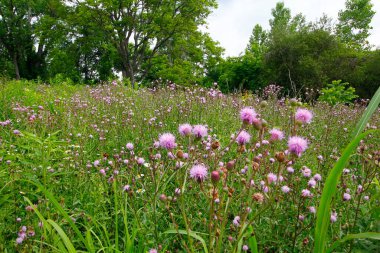 Highbanks Metro Parkı, Columbus, Ohio