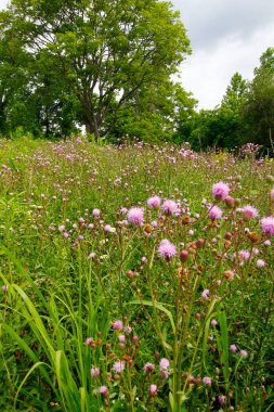 Highbanks Metro Parkı, Columbus, Ohio