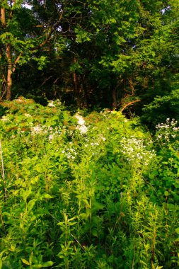 Highbanks Metro Parkı, Columbus, Ohio