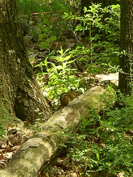 Highbanks Metro Park Columbus Ohio — стокове фото