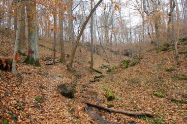 Hosak Mağarası, Salt Fork Eyalet Parkı, Ohio