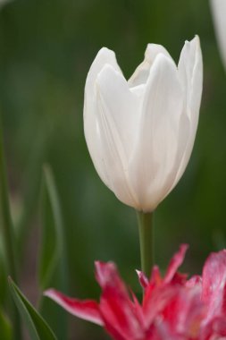 Inniswood Metro Bahçeleri, Westerville, Ohio