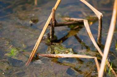 Inniswood Metro Bahçeleri, Westerville, Ohio