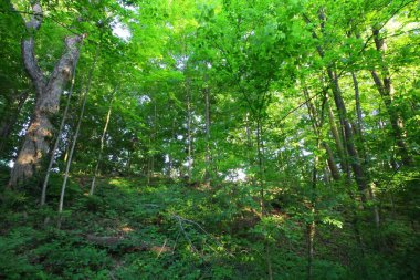 Inniswood Metro Bahçeleri, Westerville, Ohio