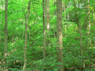 John Bryan Eyalet Parkı, Ohio