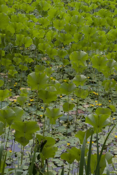 Inniswood Metro Gardens Westerville Ohio — Foto Stock