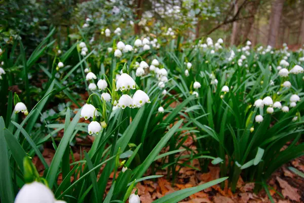 Inniswood Metro Gardens Westerville Ohio Állam — Stock Fotó