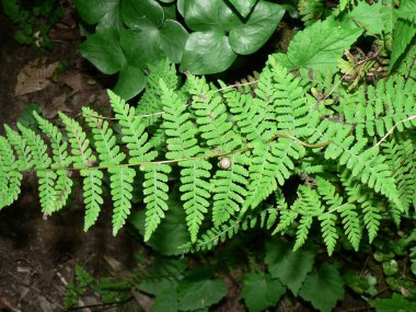 John Bryan Eyalet Parkı, Ohio